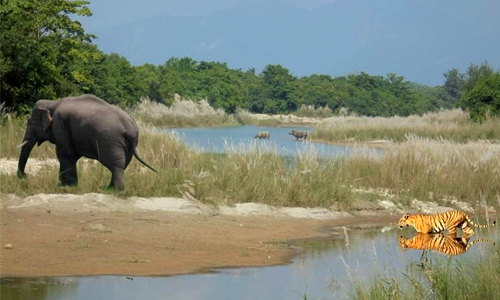 Chitwan Jungle Safari Tour From Vadodara.